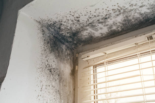 Affordable Mold Remediation solutions in Hamburg, NJ